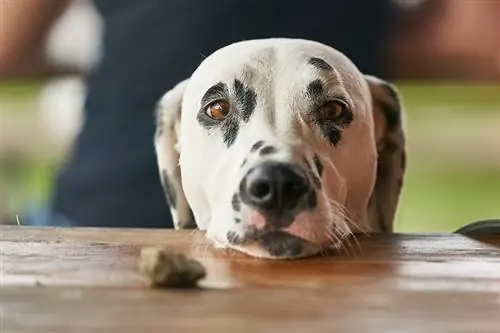 Dalmatiese close-up