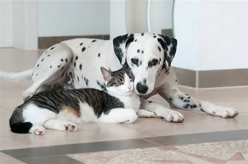 'n Oulike tabby kat en 'n Dalmatiese hond