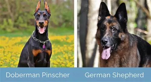 Doberman Pinscher lwn German Shepherd bersebelahan