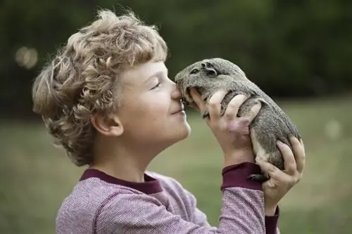 jeune garçon jouant avec un cochon d'inde