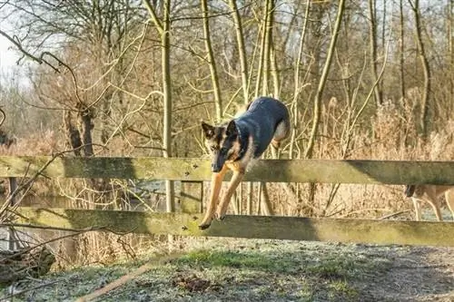 Vokiečių aviganis šokinėja per tvorą