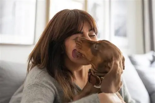 sahibini yalayan dachshund köpeği