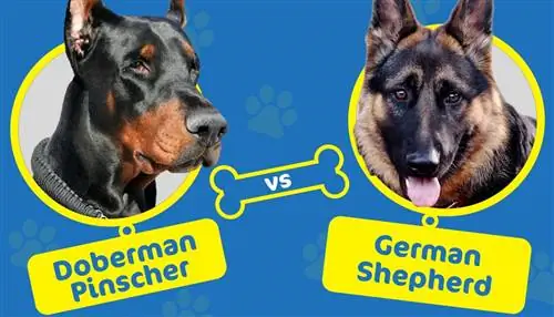 Doberman Pinscher versus Duitse herder: welke hond moet je kiezen?