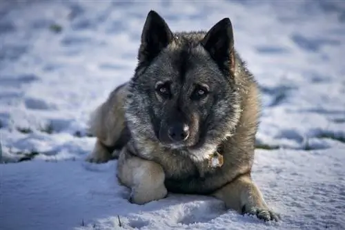 Elkhound Norwegia di musim dingin