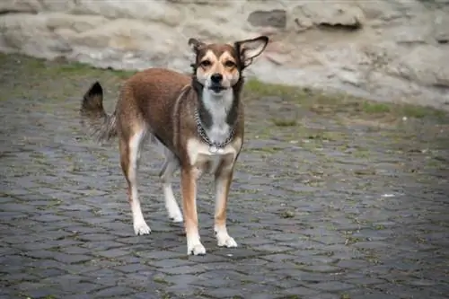 النرويجية Lundehund