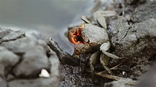 krab czerwony pazur na skałach