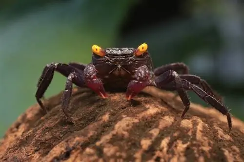 13 caranguejos de água doce que você pode adicionar ao seu aquário (com fotos)