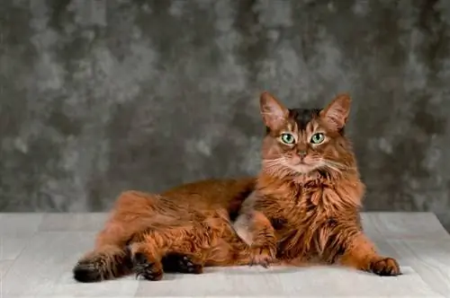 un ritratto di gatto somalo rubicondo