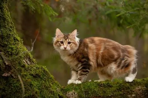 un gatto bobtail kurilian in una foresta