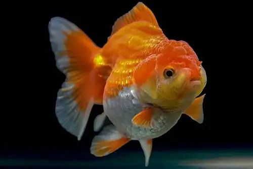 Oranda