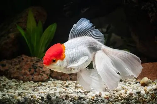 Oranda Goldfish: informacje, poradnik pielęgnacji, zdjęcia & Więcej