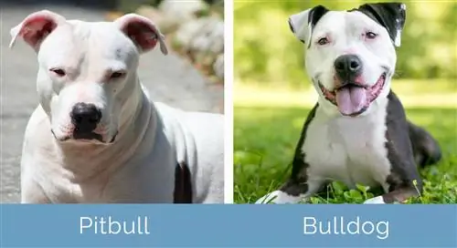 Pitbull vs Bulldog egymás mellett