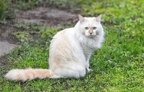 Furgoneta turca sentada en el jardín