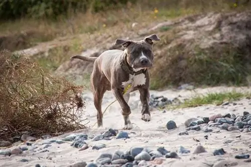 pitbulls pie pavadas, kas skrien pa smiltīm