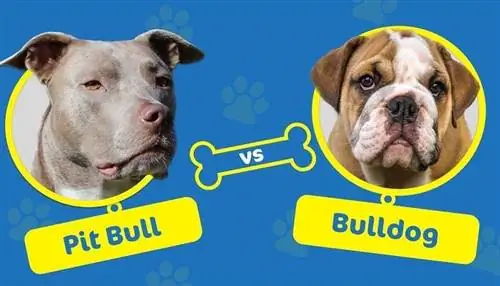 Pitbull vs Bulldog: Кандай айырмачылыктар бар?