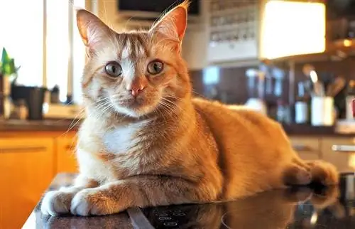 um gato malhado amarelo no balcão da cozinha