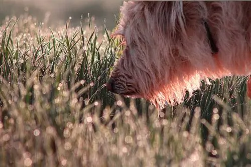 Moj pas pojeo jelenju kakicu! Evo što učiniti (odgovor veterinara)