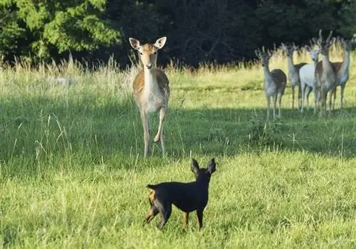 Cerf et chien_shutterstock_Natalia Zhurbina