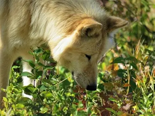 Puzza di cane