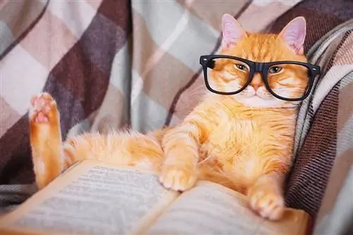 220+ literaire kattennamen: onze beste keuzes voor uw goed gelezen kat