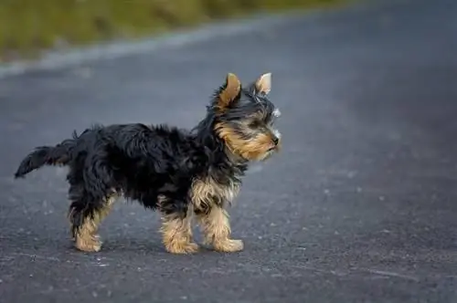 melns un dzeltenbrūns yorkie