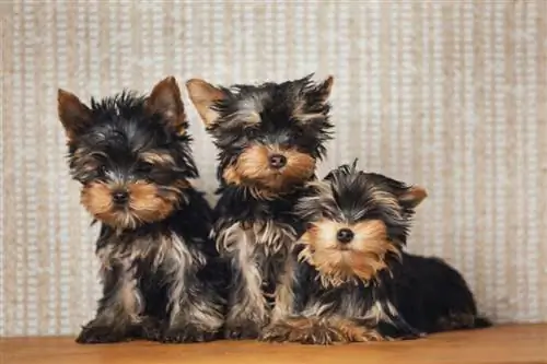 juodas ir auksinis yorkie