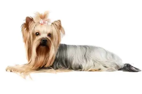 bluu na tan yorkie