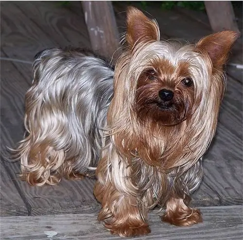 màu xanh và vàng yorkie