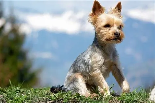 đảng yorkie