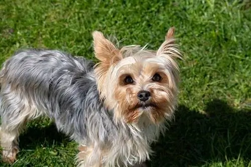 9 Yorkie Colors & jelölések (képekkel & diagram)