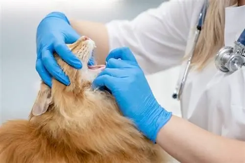 veterinārārsts pārbauda Maine Coon kaķa muti