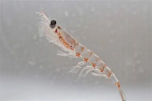 krill Tarpan