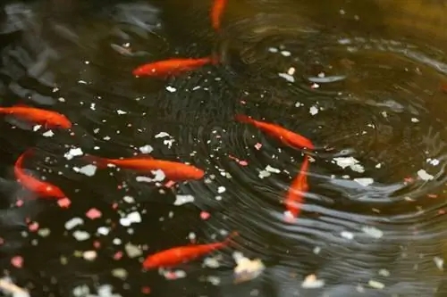 Apa Yang Ikan Emas Makan? 3 Makanan Anda Patut Memberi Makan Ikan Anda