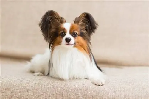 Waarvoor is papillons geteel? Papillon Geskiedenis verduidelik