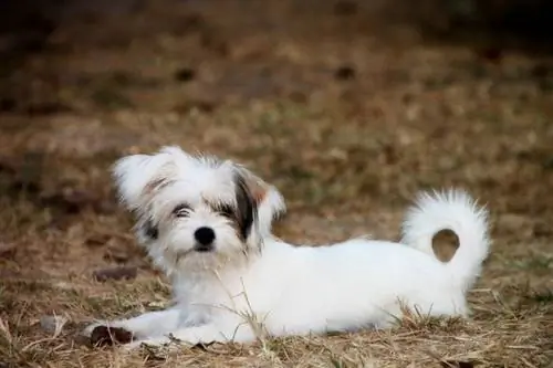 yorkie putih tergeletak di luar ruangan