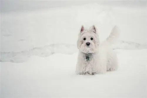 yorkie alb în zăpadă