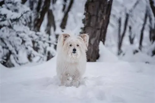 Rast belega psa Yorkie & Tabela teže