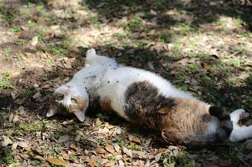 gato calico rodando en la tierra