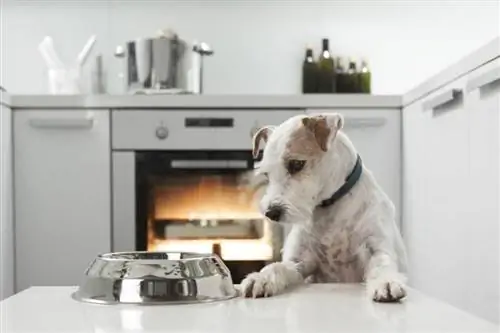 Hund wartet auf eine Mahlzeit_urbans_shutterstock