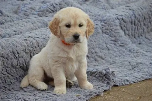 golden retriever balası