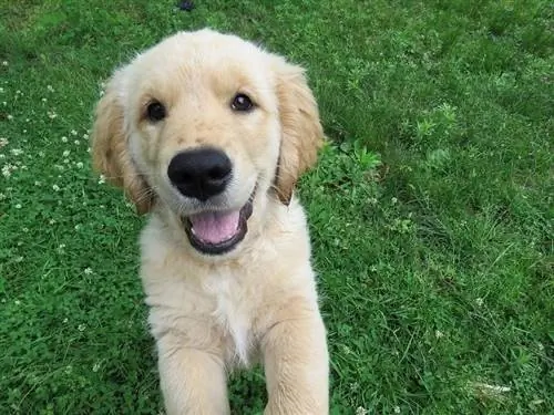 Opgewonden Golden Retriever-puppy