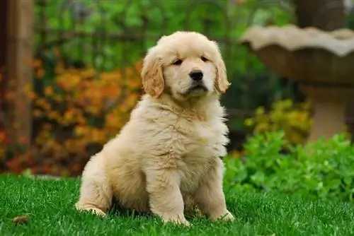 Tan Golden Retriever-valp