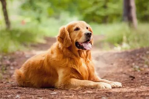 Golden Retriever Growth & წონის სქემა (სურათებით)