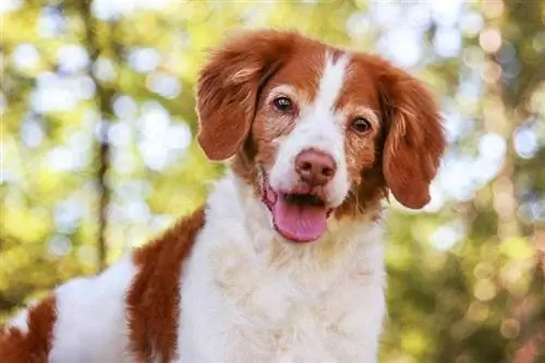 perro bretaña de cerca