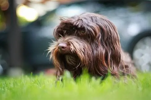 Havanese seja