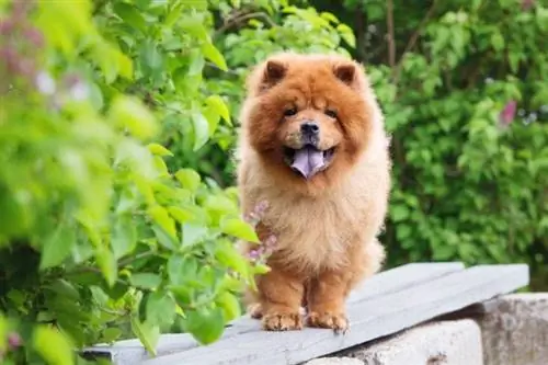 16 races de chiens à huit lettres (avec photos)