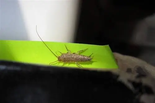 Os gatos podem comer Silverfish? Saúde Aprovada pelo Vet & Guia de Segurança