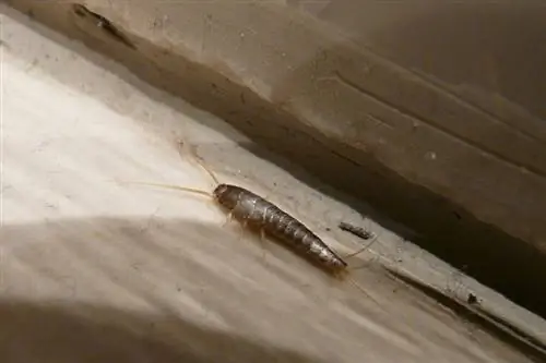 silverfish թաքնված