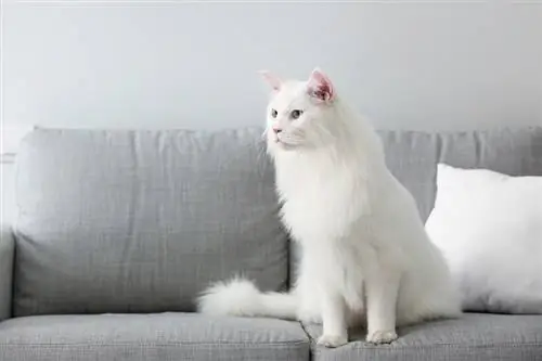 gato Maine Coon blanco en casa