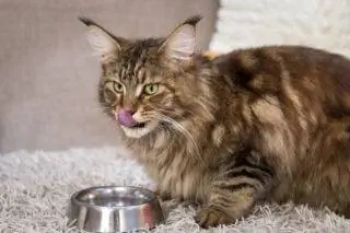 gat maine coon menjant